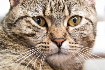 Close up shot of a cat's face