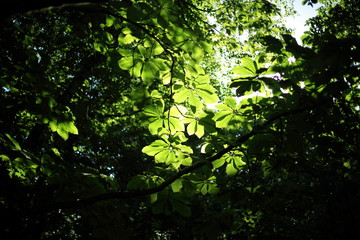 Sun Shining Through Trees	