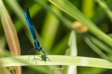 Great shot of a blue dragonfly sitting on a leaf