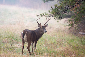 Large white-tailed deer buck