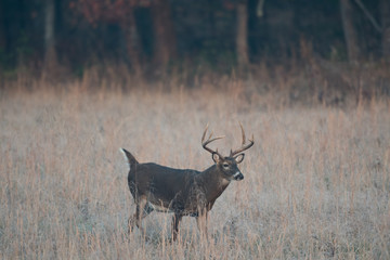 Large white-tailed deer buck
