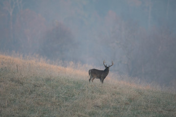 Large white-tailed deer buck