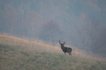 Large white-tailed deer buck