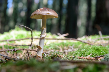 Complete focus on a wild mushroom