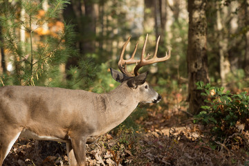 Large white-tailed deer buck in woods