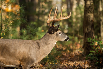 Naklejka premium Large white-tailed deer buck in woods