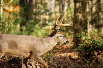 Large white-tailed deer buck in woods