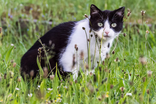 A cat staring at the camera from in between a garden