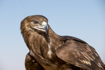 greater spotted eagle (clanga clanga)