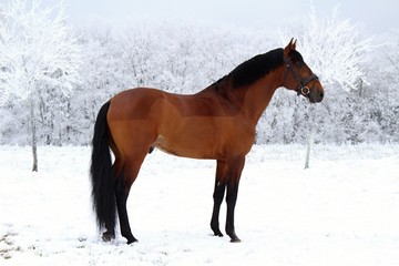 Portrait of an American Quarter Horse