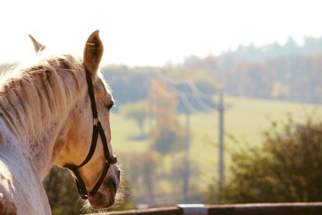 Obraz premium Close up of a horse from the back