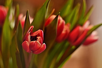 Partially open pink tulip in a bouquet