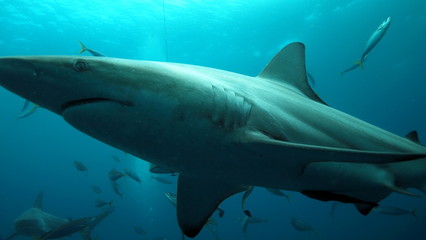 Naklejka premium Close up of a shark preying over smaller fish