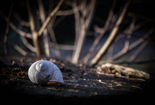 Beautiful picture of a snal against a blurred landscape