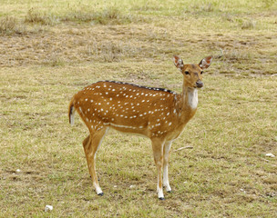 Naklejka na ściany i meble Beautiful female Axis Deer standing in grassland