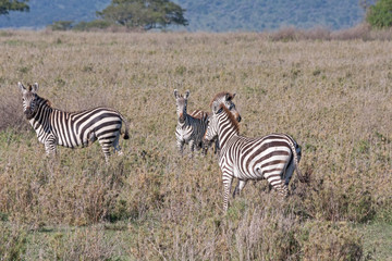 Obraz premium Burchell’s Zebras graze on savanna pasture on blurred vignette. Serengety National Park, Great Rift Valley, Tanzania, Africa.