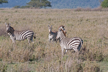 Burchell’s Zebras graze on savanna pasture on blurred vignette. Serengety National Park, Great Rift Valley, Tanzania, Africa.