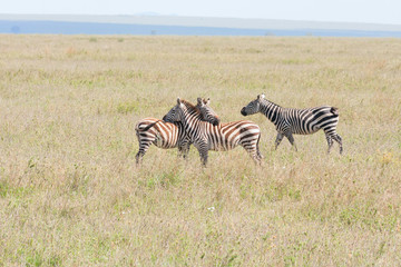 Fototapeta na wymiar Three Burchell’s Zebras flirt on savanna plain. Serengeti National Park, Great Rift Valley, Tanzania, Africa. 
