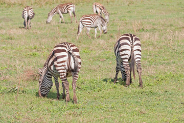 Fototapeta na wymiar Grant zebras (Equus quagga boehmi) graze in savanna. Ngorongoro Crater, Great Rift Valley, Tanzania, Africa. 