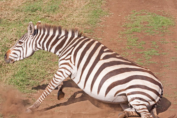 Pregnant Grant zebra (Equus quagga boehmi) wallows in dust in savanna. Ngorongoro Crater, Great...
