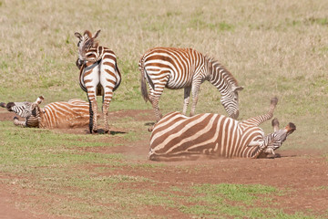 Pregnant Grant zebras (Equus quagga boehmi) wallow in dust in savanna. Ngorongoro Crater, Great...