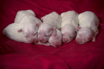 Cuccioli © Matteo Martoni