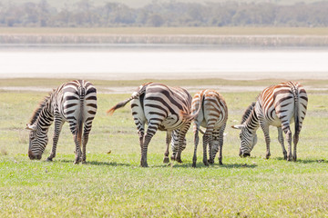 Grant zebras (Equus quagga boehmi) back to us graze in savanna before lake . Ngorongoro Crater,...