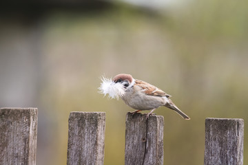 little bird Sparrow sitting on an old wooden fence with feather for nest in beak