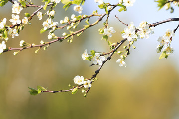 beautiful cherry branch with delicate flowers bloom in early may in the garden