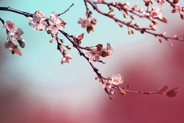 beautiful cherry branch with delicate flowers bloom in early may in the garden