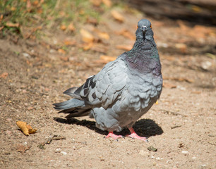 Pigeon on the road autumn sunny day
