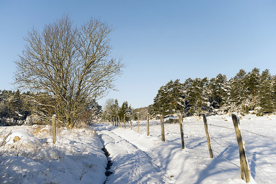 En liten skogsväg som går genom vinterlandskapet