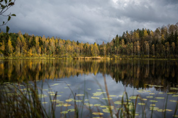 Obraz premium Forest of yellow autumn trees reflecting in calm lake