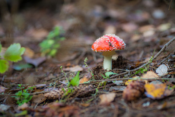 Close-up picture of a amanita poisonous mushroom