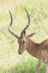 Naklejka na ściany i meble Impala (Aepyceros melampus) head in profile. Serengeti National Park, Great Rift Valley, Tanzania, Africa