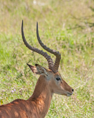 Naklejka na ściany i meble Impala (Aepyceros melampus) head in profile. Serengeti National Park, Great Rift Valley, Tanzania, Africa
