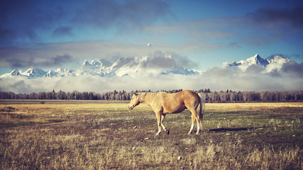 Retro toned grazing horse in the Grand Teton National Park, Wyoming, USA.
