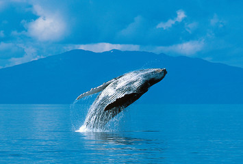Humpback whale breaching - obrazy, fototapety, plakaty