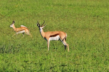 Springbok Antelope - African Wildlife Background - Savanna Freedom