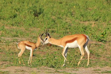 Naklejka na ściany i meble Springbok Antelope - African Wildlife Background - Baby Animals and their Moms