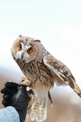 Long-eared owl rendered in the field to fly and to hunt in . Tamed animal. Asio otus