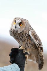 Long-eared owl rendered in the field to fly and to hunt in . Tamed animal. Asio otus