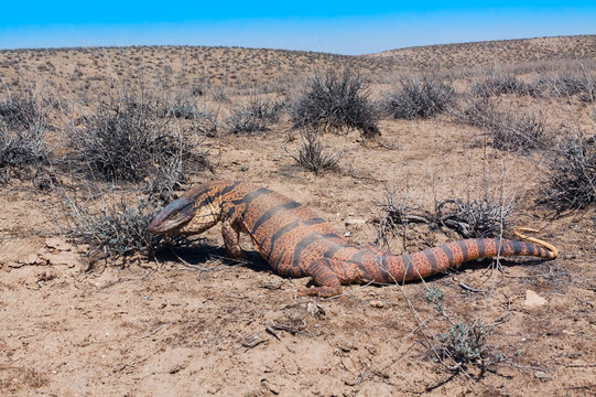 Aggressive Monitor Lizard (Varanus griseus)