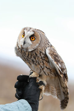 Long-eared owl rendered in the field to fly and to hunt in . Tamed animal. Asio otus