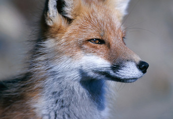 Red fox