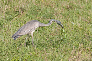 Black-headed Heron (Ardea melanocephala) swallows up green snake catch in grass. Ngorongoro Crater, Tanzania, East Africa. 