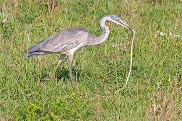 Black-headed Heron (Ardea melanocephala) swallows up green snake catch in grass. Ngorongoro Crater, Tanzania, East Africa. 