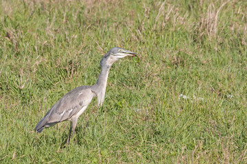 Black-headed Heron (Ardea melanocephala) swallows up green snake catch in grass. Ngorongoro Crater, Tanzania, East Africa. 
