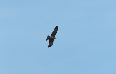 black hawk on blue sky