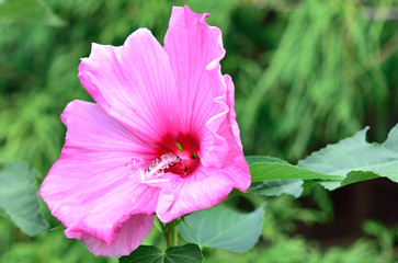 Pink Flower